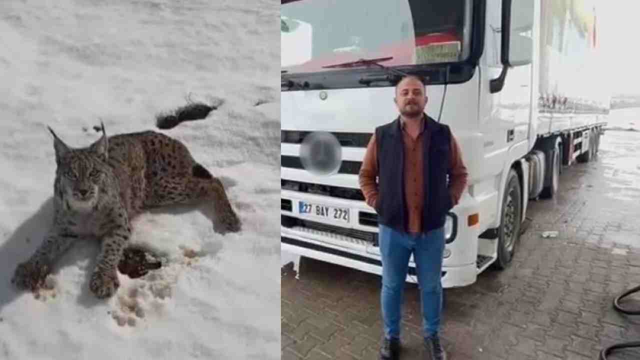 Yaralı Vaşağa Sahip Çıkan Tır Sürücüsü Takdir Topladı