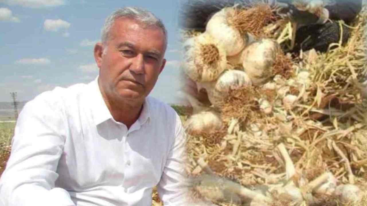 Türkiye, Dünya Sarımsak Listesinde Zirveye Ortak Oldu! Türkiye, Dünya Sarımsak Listesinde Zirveye Ortak Oldu!