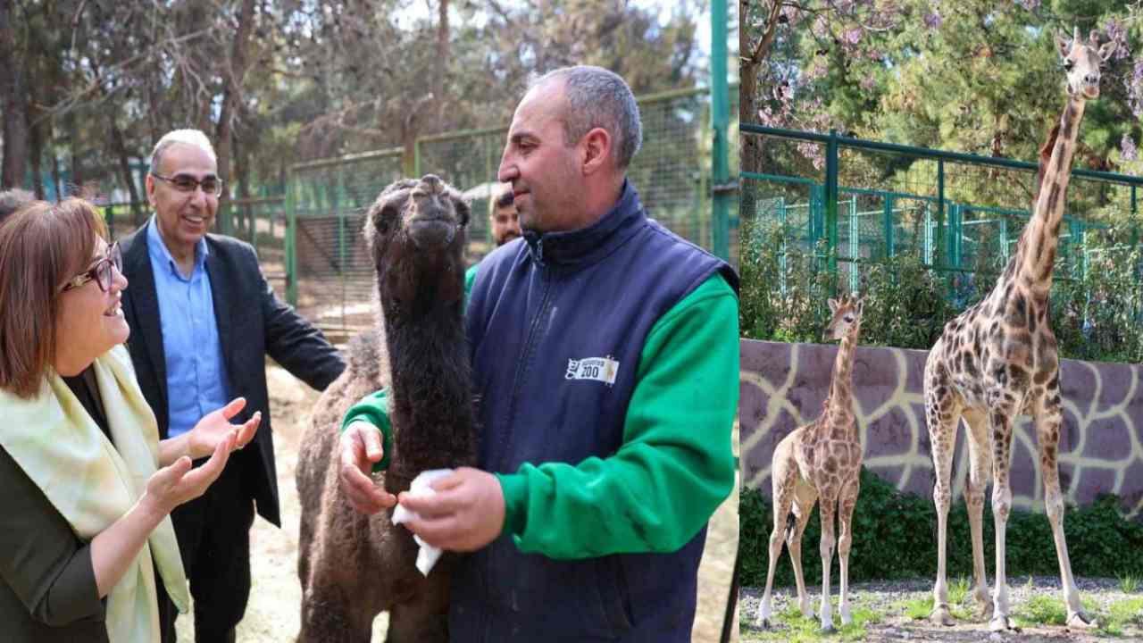 Gaziantep’te Yavru Zürafa Sevinci: İlk Kez Dünyaya Geldi!