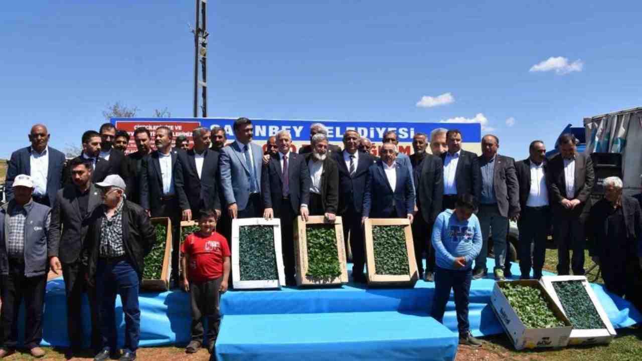 Şahinbey’de Fideler Çiftçilere Dağıtıldı, Tarım Desteklendi!