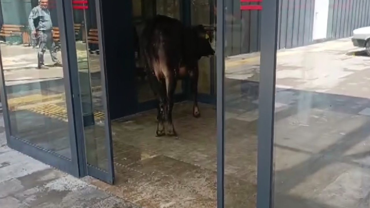 Kurbanlık Dana Acil Serviste Paniğe Neden Oldu