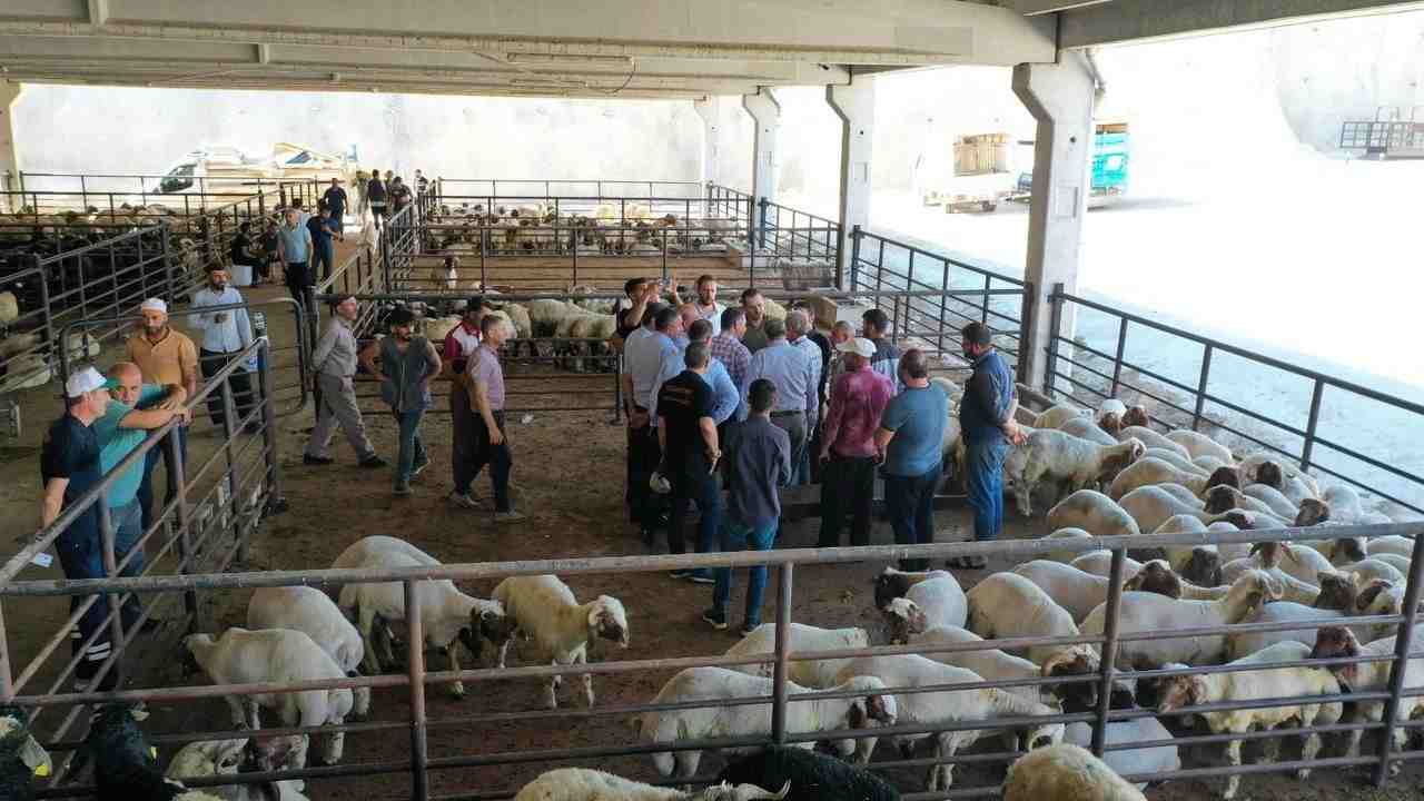 Küçükbaş kurbanlıklar, Şahinbey’de kapış kapış gitti!