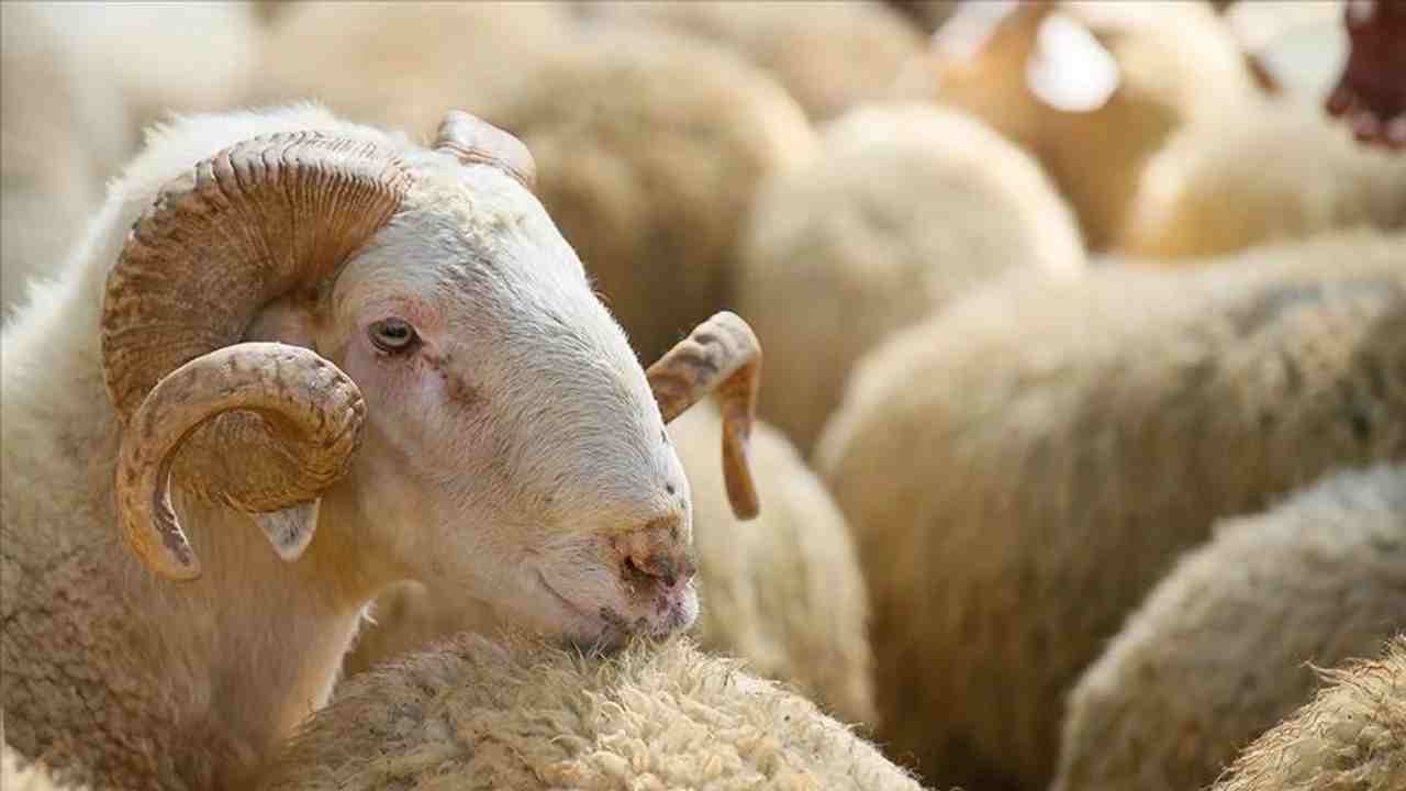 Kurban Bayramı’nda Kesim ve İşleme Fiyatları Açıklandı!