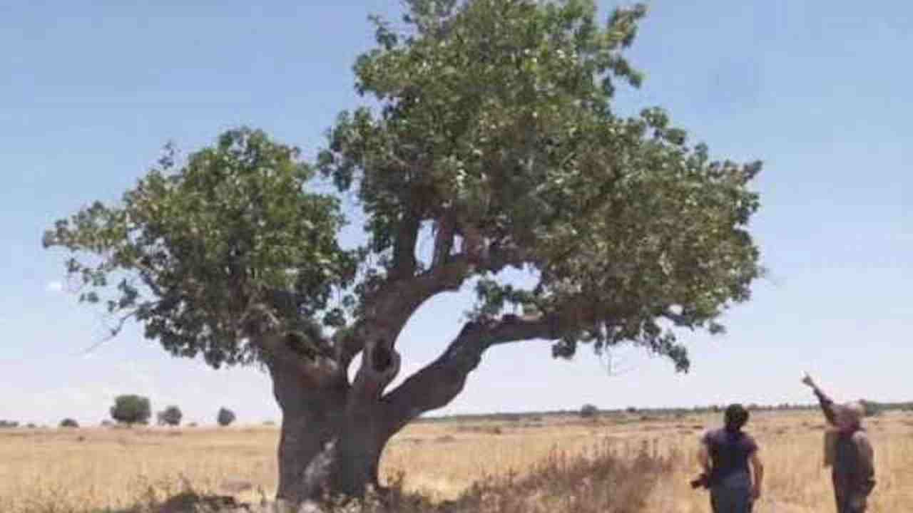 Asırlık Antep Fıstığı Ağaçları: Gaziantep’in Doğal Mirası