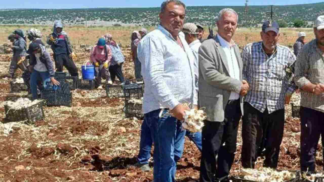 Araban Sarımsağı’nın Hasadı Başladı, Ekonomiye Katkı Sağlayacak