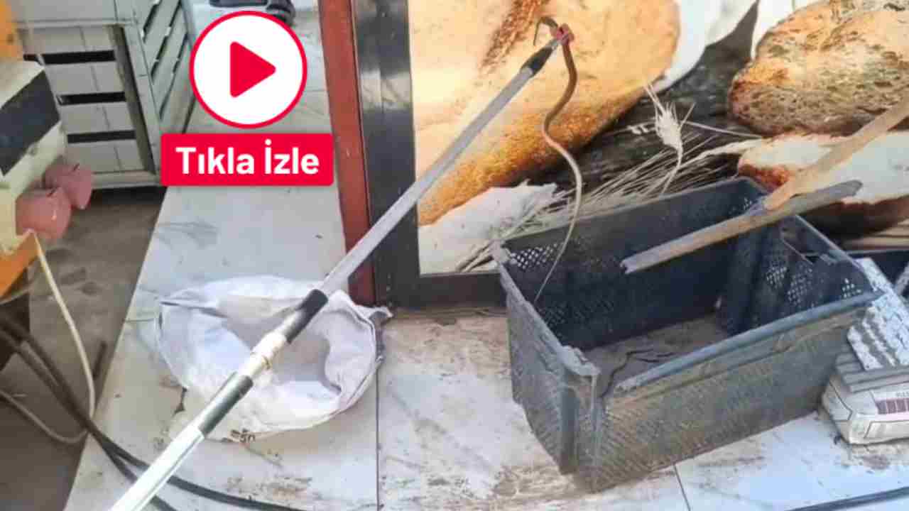 İslahiye’de Yılan Paniği: İtfaiye Hızla Müdahale Etti