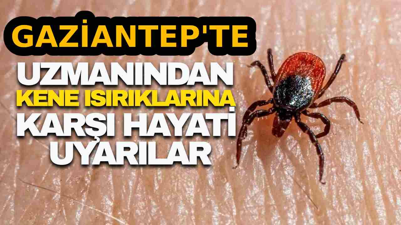 Kene Isırmalarına Dikkat! KKKA Uyarısı Geldi