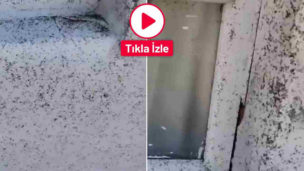 Oğuzeli’nde Sinek İstilasına Tepkiler Yaşıyor! Oğuzeli’nde Sinek İstilasına Tepkiler Yaşıyor!