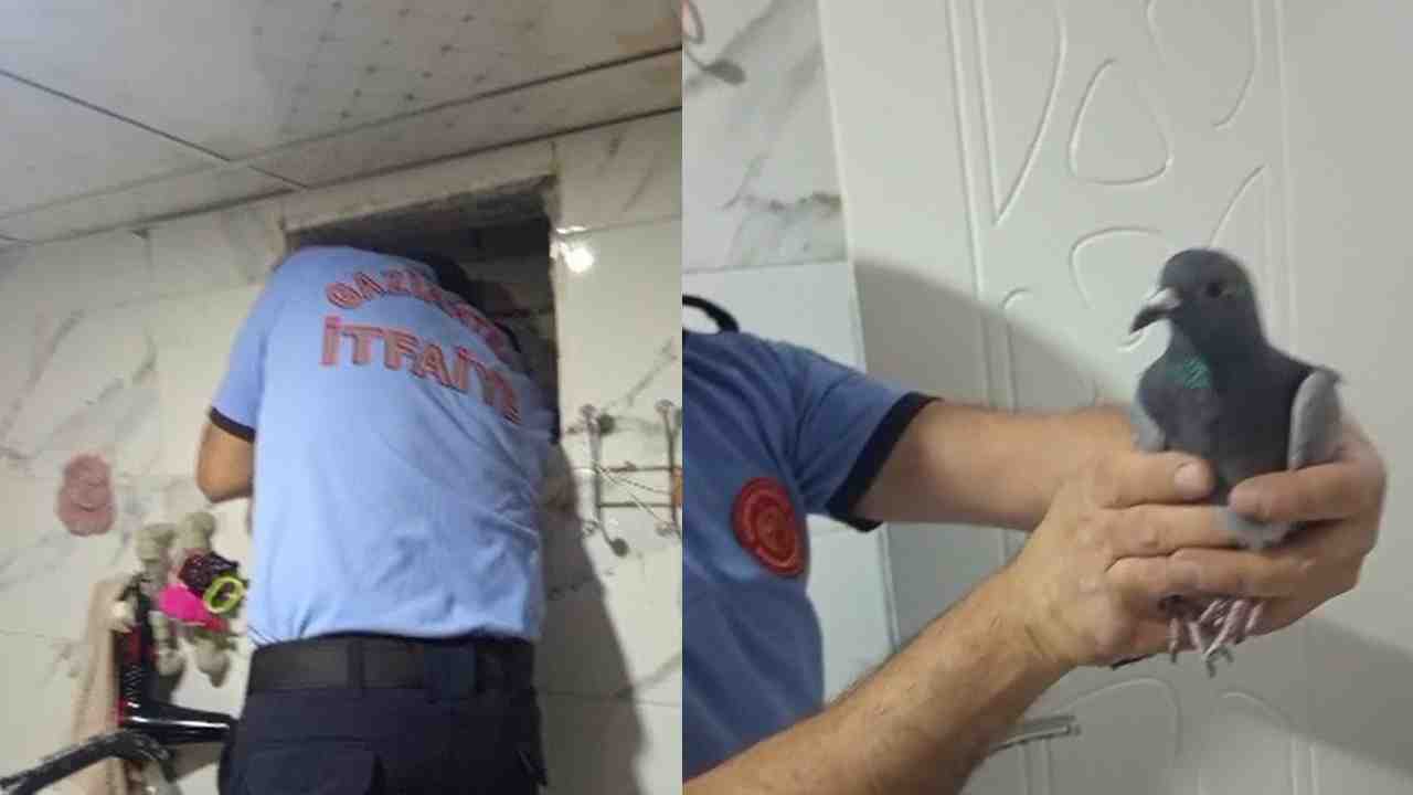 Mahsur Güvercin, İtfaiye Ekipleriyle Kurtarıldı!