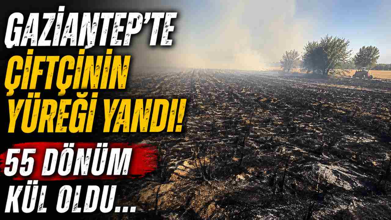 Araba’da Tarlada Büyük Yangın: 55 Dönüm Yanarak Kül Oldu