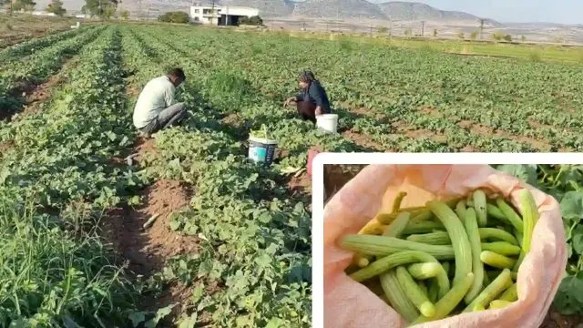Araban Ovası’nda Turşuluk Acur Hasadı Başladı