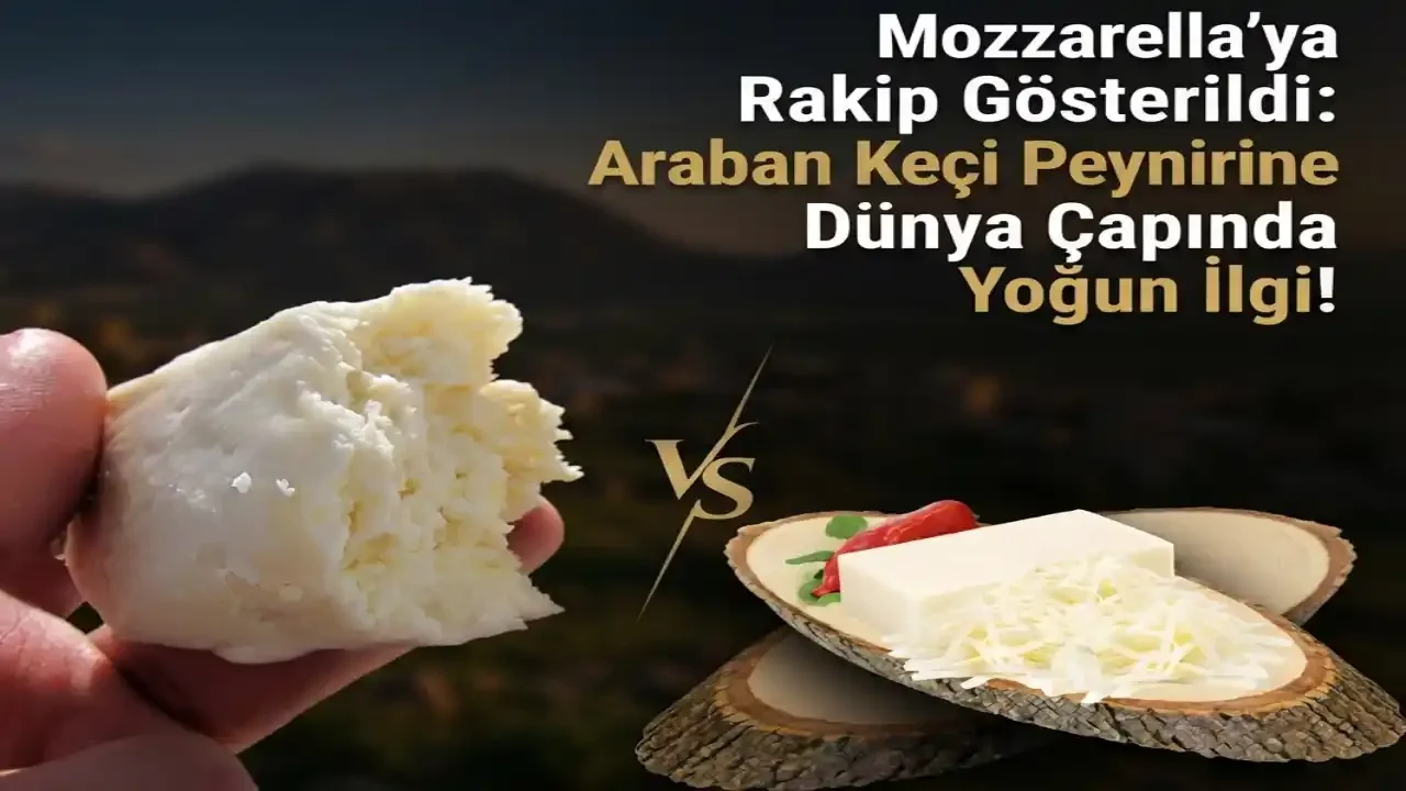 Mozzarella’ya Rakip Gösterildi: Araban Keçi Peynirine Dünya Çapında Yoğun İlgi!
