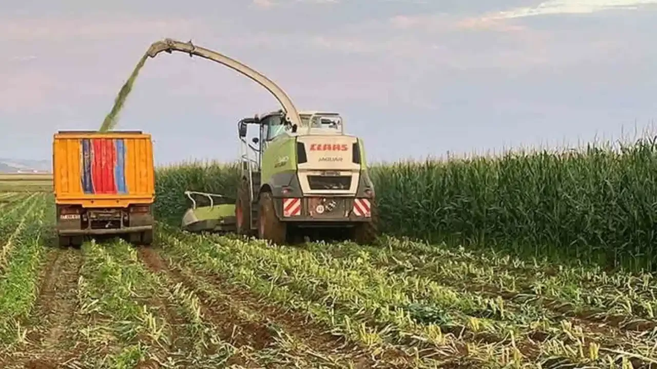 Araban Ovası’nda ‘yeşil altın’ hasadı başladı
