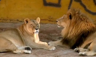 Gaziantep Hayvanat Bahçesi'nde aslan dehşeti
